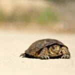 Website moving as slow as a turtle, we can help.